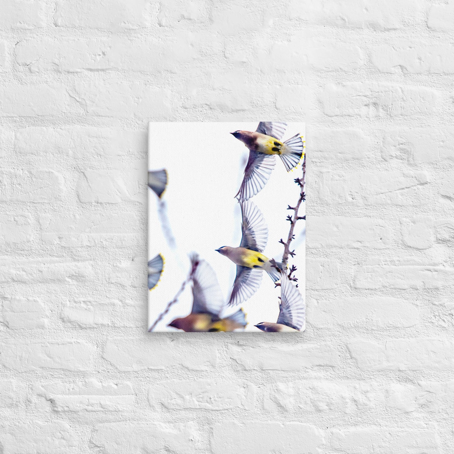 Photo Canvas Print: Flight of The Waxwings
