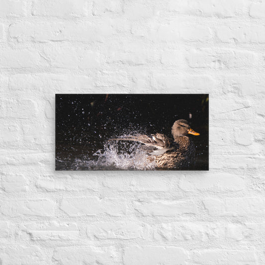 Photo Canvas Print: Duck Bath