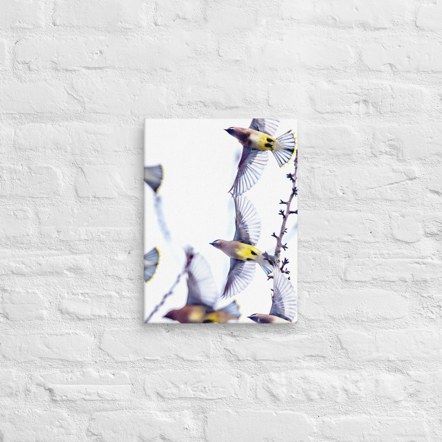 Photo Canvas Print: Flight of The Waxwings