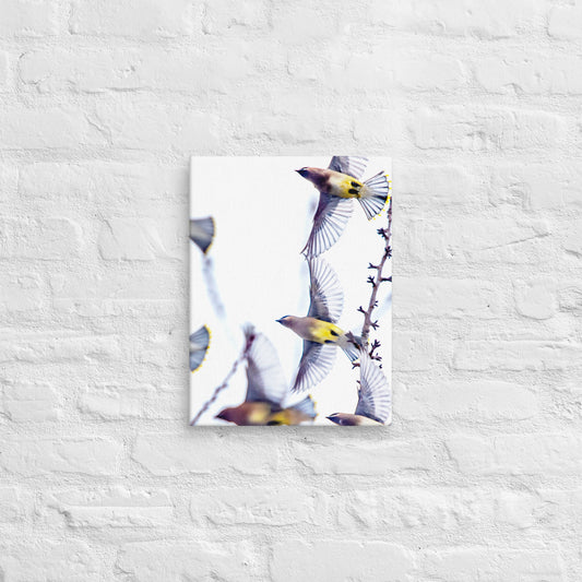 Photo Canvas Print: Flight of The Waxwings