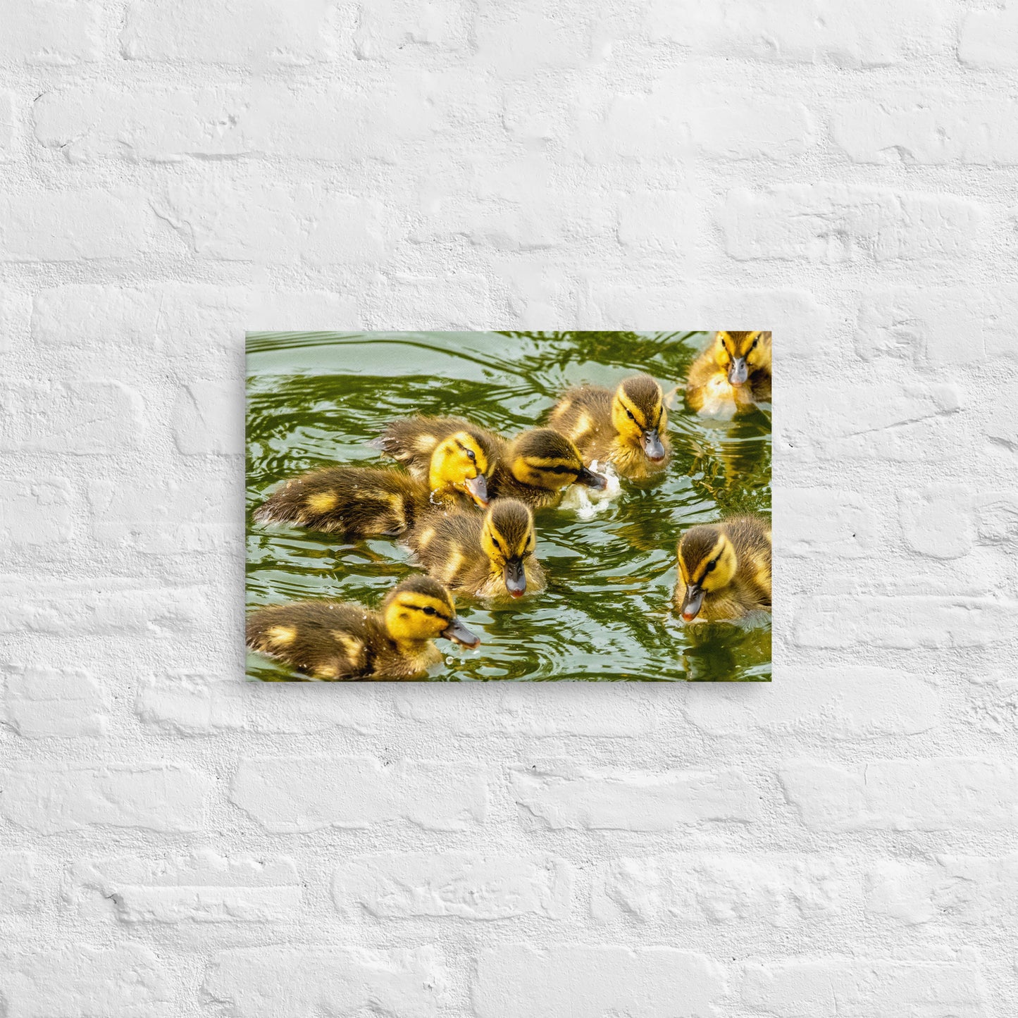 Photo Canvas Print: Ducklings Swim