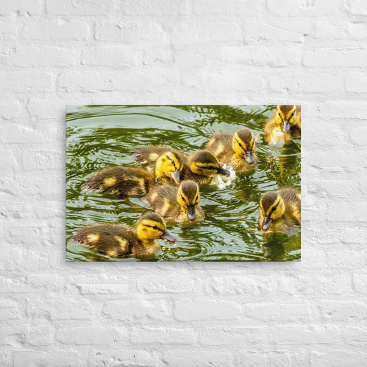 Photo Canvas Print: Ducklings Swim